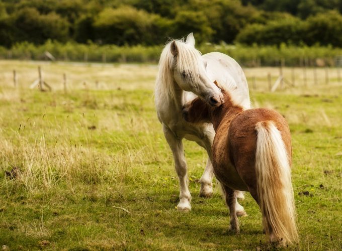 Wallpaper Horse, Pony, Animals 6832111808